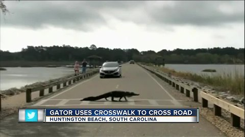 Gator uses crosswalk to cross road