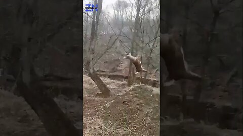 Deer Rescue Unfolds in Ohio Woods