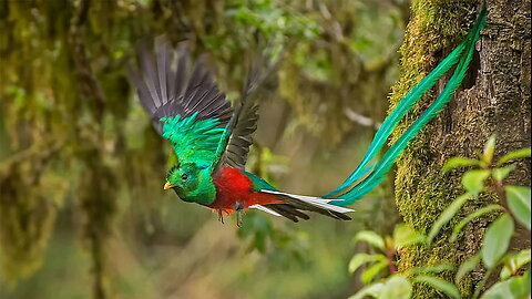 The Quetzal