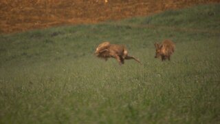 Playful Deer, funny jumping