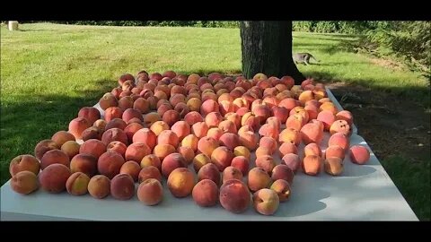 Update 7-29-23 Peaches and Flat Corn