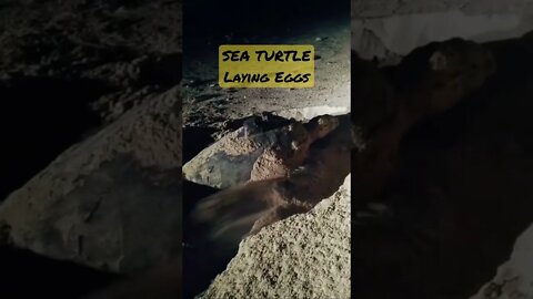 Sea Turtle Laying Eggs 🐢🥚🥚🤯🤯 #shorts