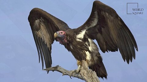 Interesting facts about lappet faced vulture by weird square