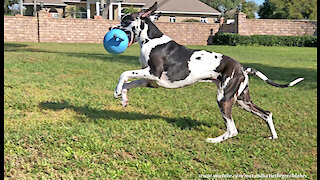 Happy Great Dane Loves To Bounce With His Jolly Ball