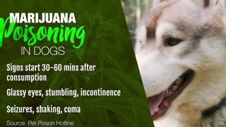 Pet owner warning others about marijuana poisoning