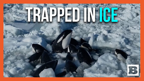 Killer Whales Appear to be Trapped by Surrounding Ice Off the Coast of Japan