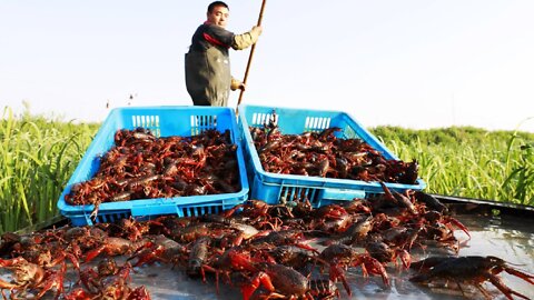 Crawfish Harvesting and Processing - Crayfish Farm and Harvest - Crawfish Process Factory