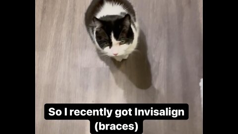 Toothless cat gives smart dental advice!