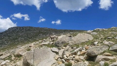 Colorado Mountain goats at Mt. Evans