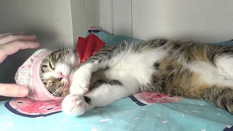 Cat Wears His Pink Baby Cap