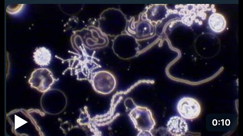 bacteria after antibiotic treatment under the darkfield microscope