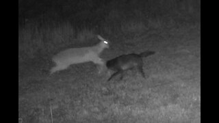 Doe Saves Fawn From Black Coyote