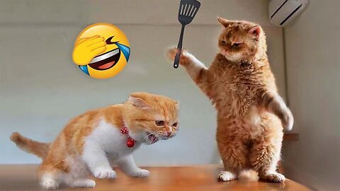 Animal Funny Video Clips | Cat funny video | Kids funny laughter challenge | Animal Comedy