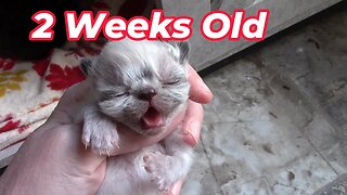 Misha's Kittens Are 2 Weeks Old! 😻