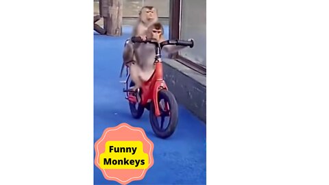 Funny Monkeys Video |