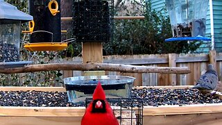 Relaxing Live Bird Cam