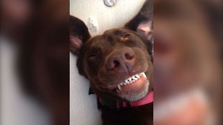 Dog's Big Belly Rub Smile