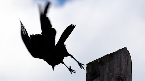 Raven takes flight from top of telephone pole