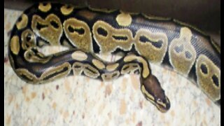 Florida Fish and Wildlife explores new ways to control python population