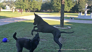 Great Dane shows off dance moves to friends