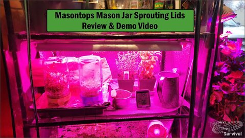 Mason Jar Sprouting Lid Review & Demo