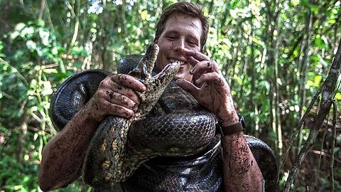 The Giant Green Anaconda Snake