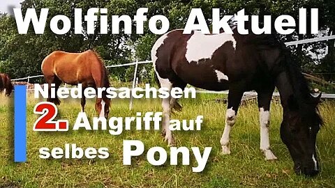 Wolfinfo Aktuell 109 ( Niedersachsen: 2ter Angriff auf selbes Pony )