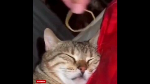 cat sleeping funny moments 😂🤣 trending video