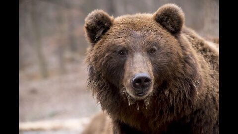 the giant bear made people run and went to bathe in the pond