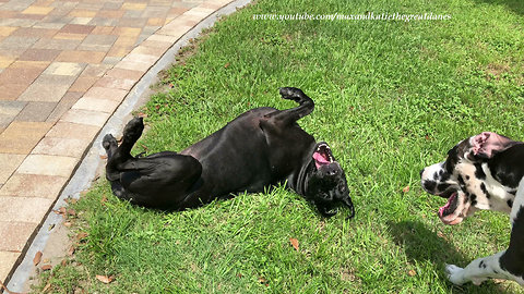 Happy Great Dane Loves Rolling Around in the Grass