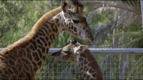New baby giraffe makes new friends at San Diego Zoo