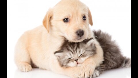 Dogs and cats friendship | cute cats and dogs video
