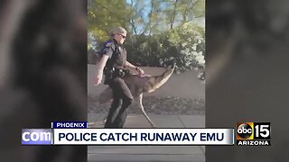 Police catch runaway Emu