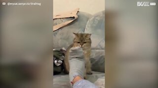 Owner's moving foot makes great target for pouncing cat