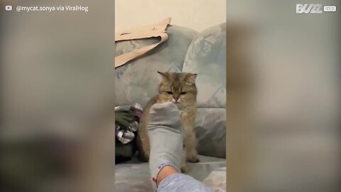 Owner's moving foot makes great target for pouncing cat