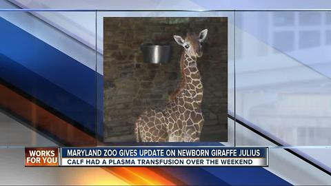 Julius the giraffe gets a second plasma transfusion