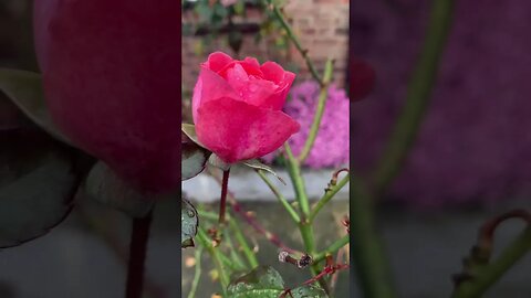 November roses 🌹 are so beautiful