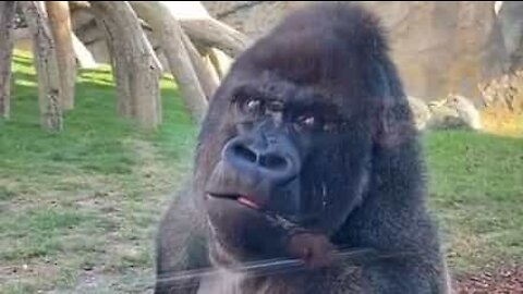 Gorilla has no time to monkey around with zoo visitor