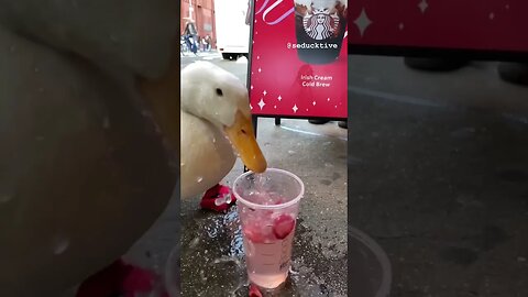 Wrinkle the Duck tries Starbucks Ice Water