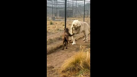 cute_Lion_Give_s_smooches_to_puppy..