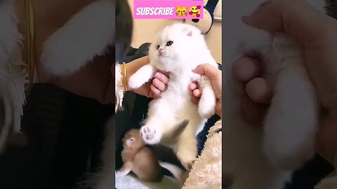 So Cute Cat Baby! In Home || 56- 🥰😽 || #shortsfeed #shorts #catvideos