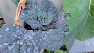 JANUARY 2024 GARDEN TOUR | COMBATING MILDEW OF SOME KIND
