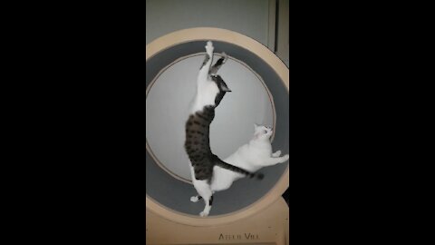 Elegant cat ballet
