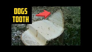 Tree Felling technique explained - Leaning tree's