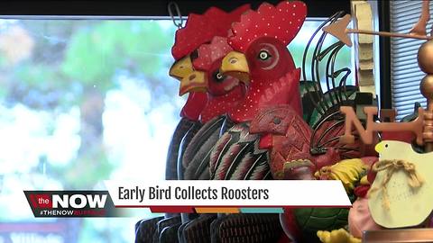 Early Bird Collects Roosters