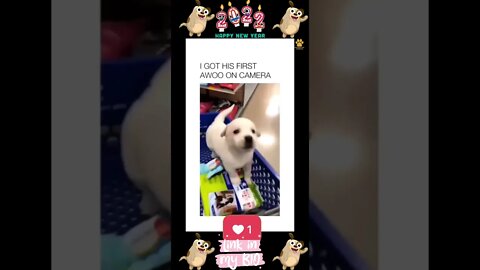 30_😂🐶😂 Baby Dogs - Cute and Funny Dogs Video 😂🐶😂 (2022)
