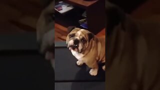 Try Not To Laugh | #shorts #dog #doglover #fannydog #cutedog