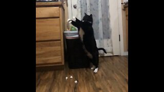 This Athletic Cat Loves To Play Garbage Can Basketball