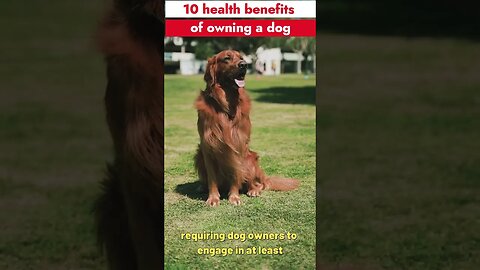 10 Health Benefits of Owning a Dog