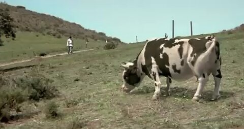 Funny cow fight with man